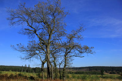 Tree on field against blue sky