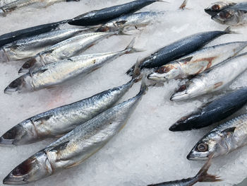 High angle view of fish for sale at market