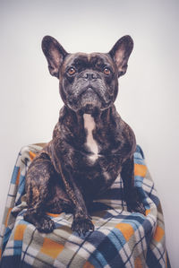 Close-up of dog sitting against gray background