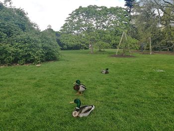 Ducks on grassy field against sky