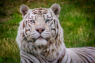 Close-up of a tiger