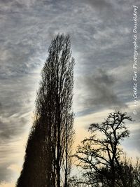 Low angle view of silhouette tree against sky