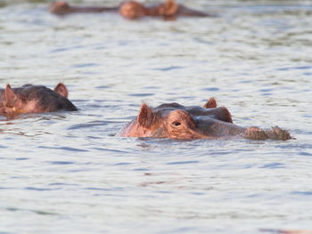 Closeup group portrait of hippopotamus hippopotamus amphibious heads floating in water, ethiopia.