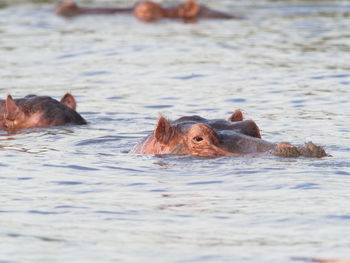 Ducks swimming in lake