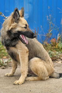 Dog looking away while sitting on land