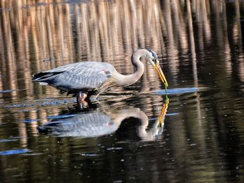 Side view of great blue heron with reflection in lake