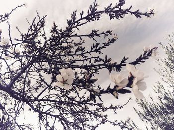 Low angle view of flowers on tree