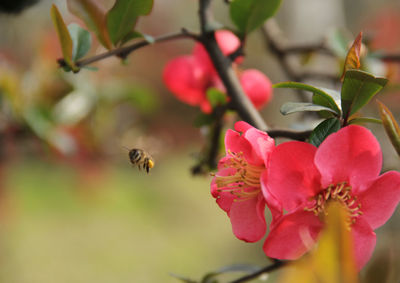 Close-up of bee pollinating on pink flower