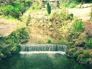 River flowing through forest