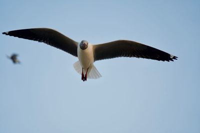 Low angle view of seagull flying