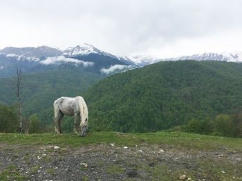 View of a horse on field against mountain range