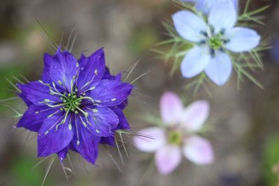 Close-up of purple flowers blooming