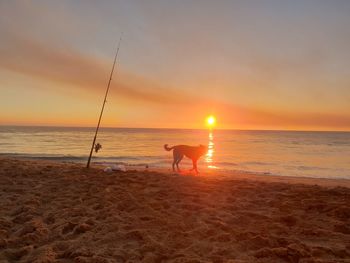 Dog on sea shore at beach against sky during sunset