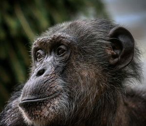 Close-up of a monkey