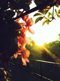 Full frame of leaves on white background