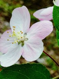Close-up of white flower blooming outdoors