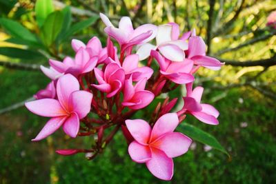 Close-up of pink flowering plants in park