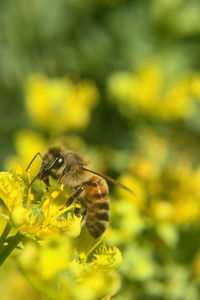 Bee on yellow flower looking for pollen, abeja en flor amarilla buscando polen