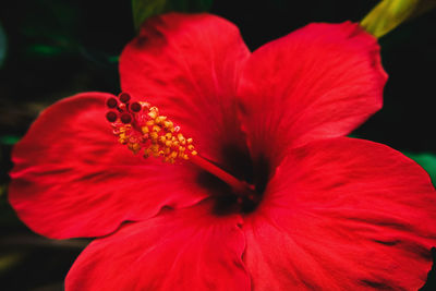 Close-up of red hibiscus