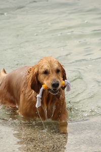 Portrait of dog in water