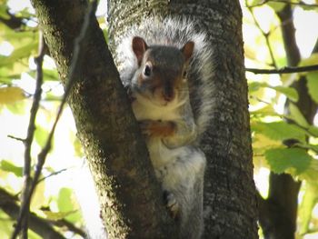 Low angle view of squirrel in forest