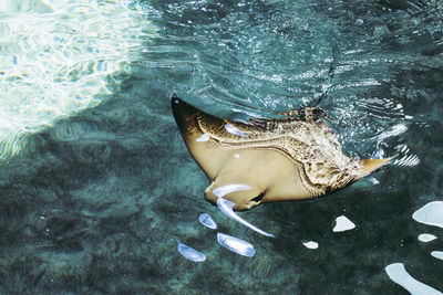 High angle view of fish swimming in sea