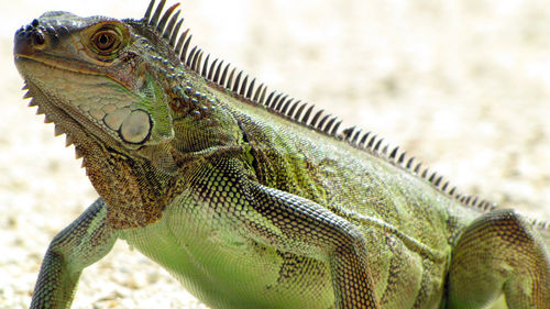 Close-up of lizard