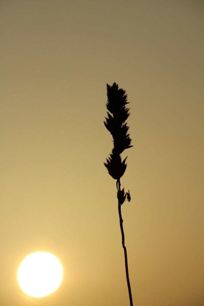sunset, clear sky, sun, copy space, silhouette, growth, plant, nature, stem, beauty in nature, orange color, tranquility, sunlight, tranquil scene, no people, scenics, low angle view, outdoors, branch, leaf