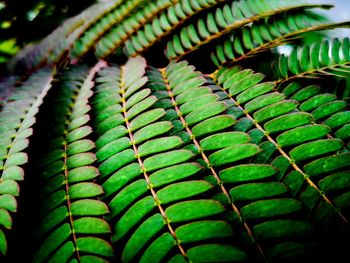 Close-up of fern leaves