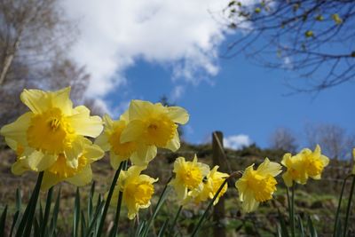 Close-up of yellow flowers blooming in field