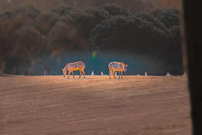 View of horses in the field