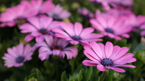 Close-up of pink flowers