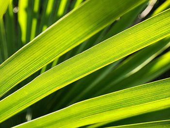 Close-up of palm leaf