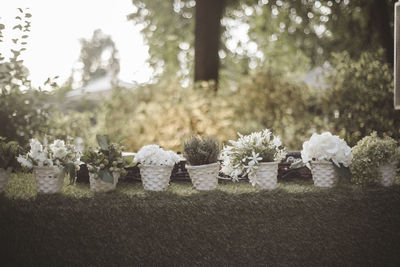 View of white flowers in cemetery