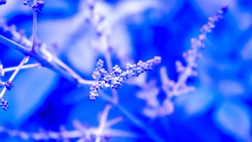 Close-up of purple flowers