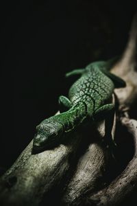 Close-up of lizard on leaf at night