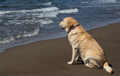 Dog on beach