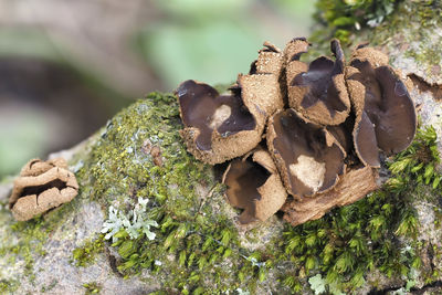 Close-up of mushrooms growing on tree