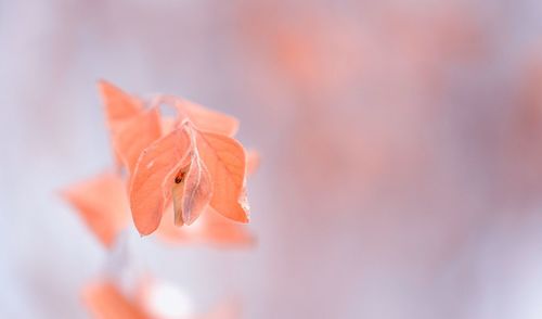 Close-up of orange flower