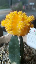 Close-up of yellow flowering plant