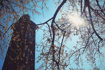 Sun shining through trees