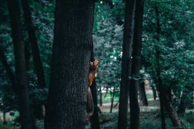 Close-up of squirrel on tree trunk