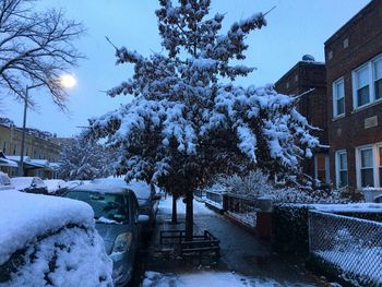 Snow covered trees against clear sky