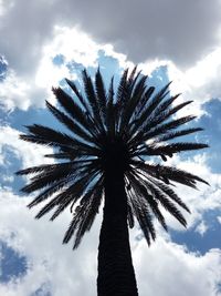 Low angle view of palm trees against cloudy sky