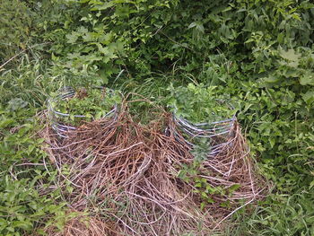 High angle view of nest on field