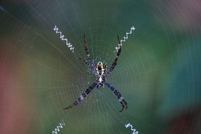 Close-up of spider on web