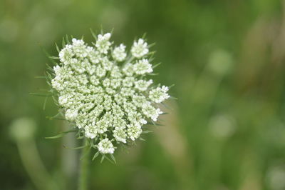 Close-up of white flowering plant