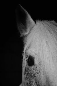 Close-up of cat against black background