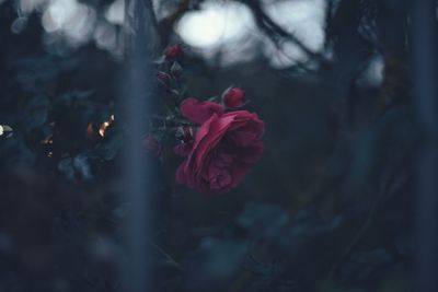 Close-up of rose plant