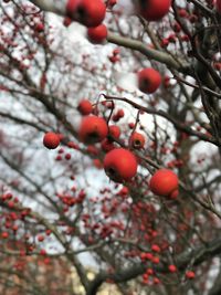 Close-up of red berries growing on tree